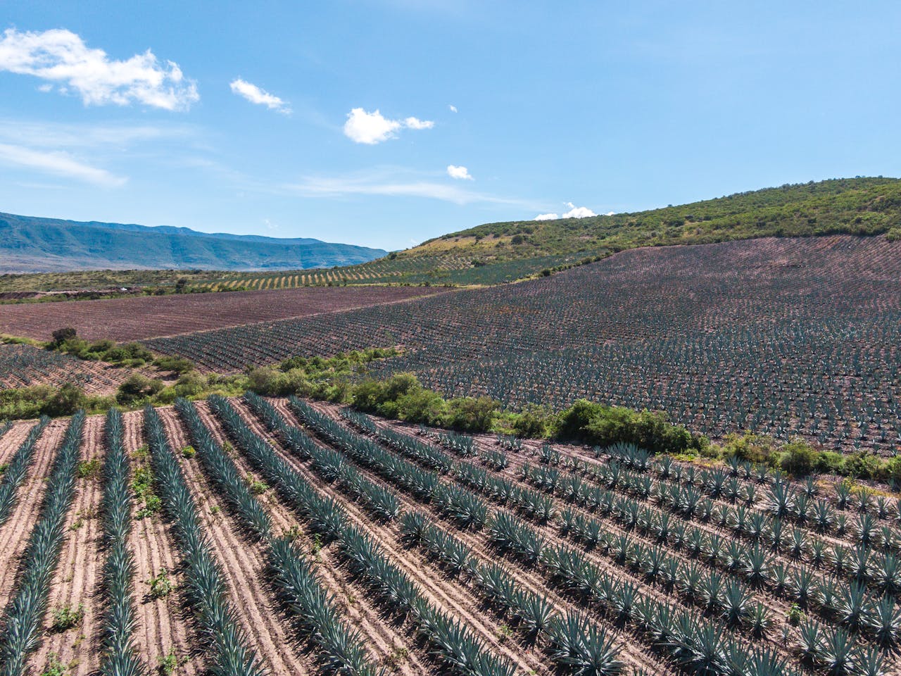 about-us Stunning aerial photo of agave fields near Santiago Matatlán, Oaxaca, under a clear blue sky.