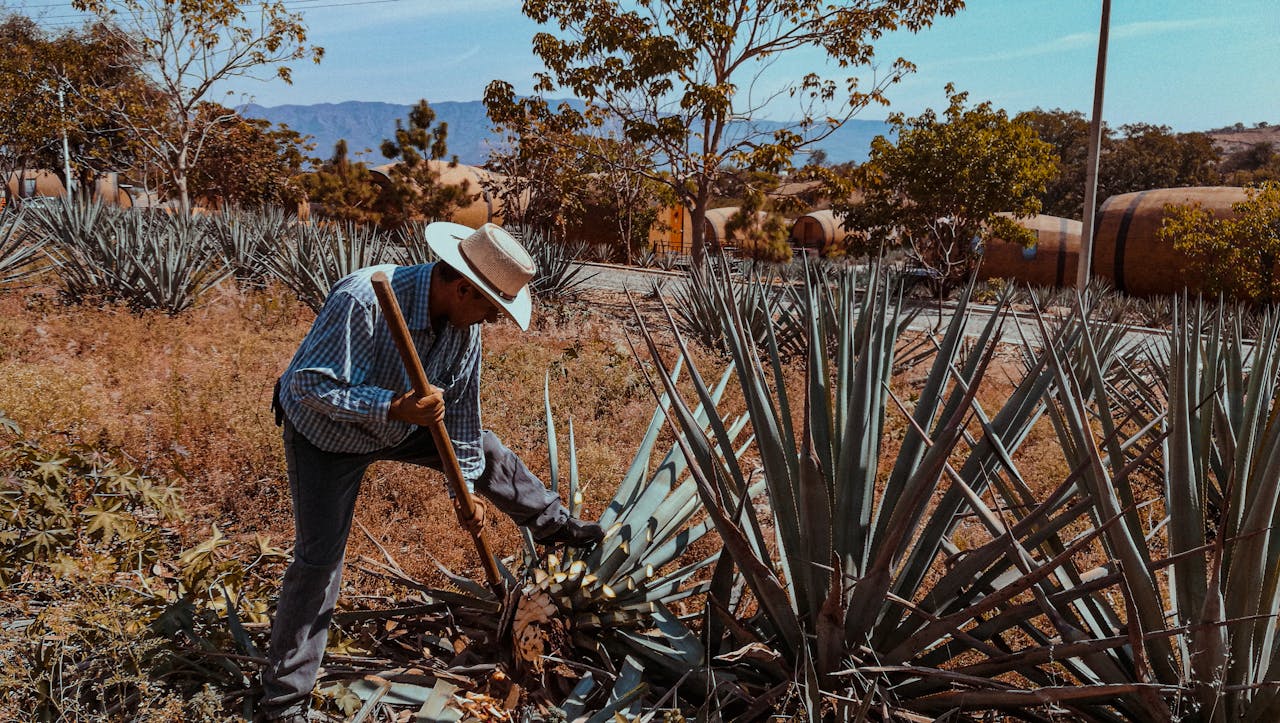 services-04 A farmer harvesting agave plants for mescal production in rural Mexico.