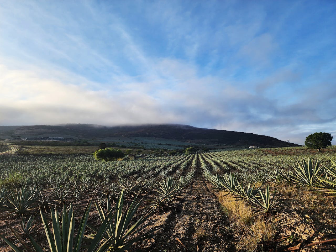 who-we-are Scenic view of an agave field in Oaxaca, Mexico at sunrise with distant mountains.
